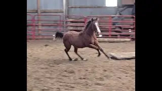 Spook Me Again - Reining Horse Prospect