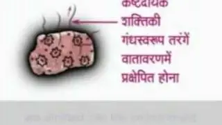 Stop generating distress energy right from not eating animals - Sudesh Kumar Foundation