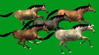 Horses Spring Running Race HD Green Screen Blue Screen Black Screen Video