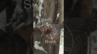 You can Navigate with TREE BARK !?