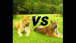 Difference between liger and a tiger || liger vs tiger