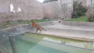 Felinario Parque de las Leyendas(2)