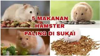 MAKANAN HAMSTER YANG WAJIB DI BERIKAN ( kalo mau sukses ternak hamster ikuti cara ini) ‼️