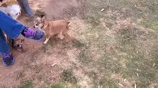 Ren gets tough against a dog half her size