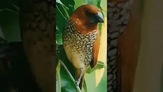 scaly breasted munia #birds #munia #photography #viral