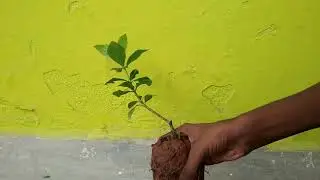 save tree save plants #shorts