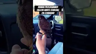 Human programed falcon hunts starling on command #falconry #wildlife #birds #starling #owl #hawk