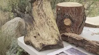 Fire and the Forest Part 1 Spanish