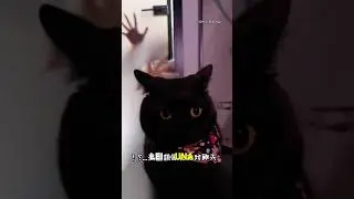 Il gattino scopre che il mio nuovo vicino è un vampiro😱