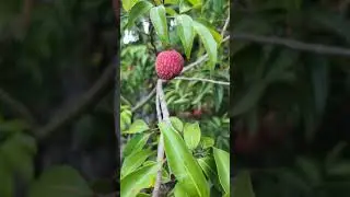 Emperor Lychee's 🍒 #fruit #organic