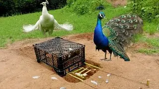 Underground Peacock Birds Trap Technique make from black Plastic Basket caught a beautiful Birds