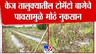 Beed | केज तालुक्यातील टोमॅटो बागेचे पावसामुळे मोठं नुकसान | Water Logging | Beed Rain Update