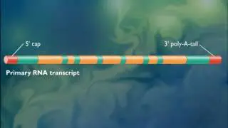 How Spliceosomes Process RNA [HD Animation]_HIGH.mp4