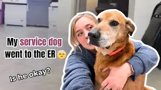My service dog started shrieking out of nowhere 😭🙏