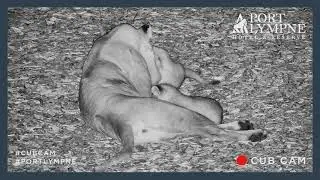 Lion Cub Cam Highlight | Night Playtime With Mum And Dad!