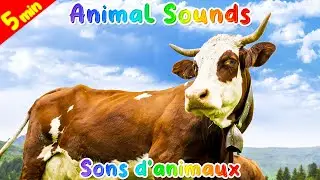 Cute Cows in the Farm | Handsome bulls for Kids #cowsound #bull