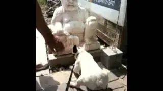 神様におびえるプアル：#007フレンチブルドッグのプアル　French bulldog Pualu