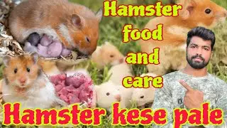 Hamster Food And Care Pahli Bar Hamster Kaise Pale Setting Up A Naturalistic Hamster cage and setup