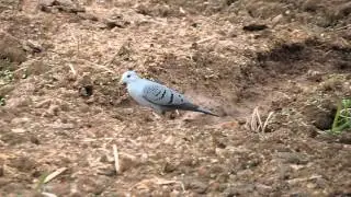 Pararu-azul(Claravis pretiosa) em Sapucaia-RJ na regi&atilde;o da Serra do Capim