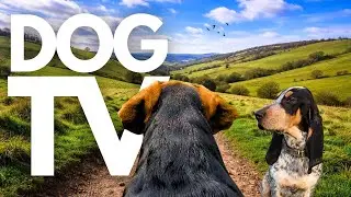 TheDogCam | 10hrs of Comforting Virtual Dog Walks Across Tranquil Countryside 🐾🌳 GoPro DogTV