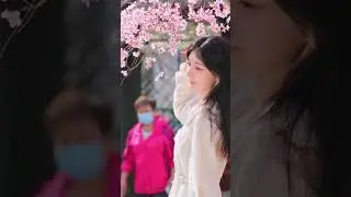 Encounter Peach Blossoms in Tianjin! ▎来天津，看堤上桃花
