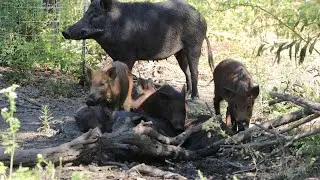 Wild pig family taking bath on a hot day