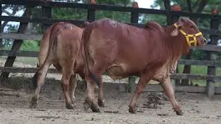 LOTE 39 -  EL SANTUARIO ZULEIMA, EL SANTUARIO ANA LUISA (EL SANTURIO)