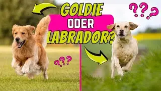 Labrador oder Golden Retriever - Welcher Hund passt zu dir?