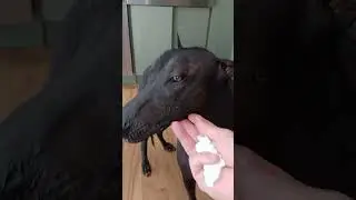 Dante's eye booger removal part 2