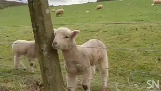 Sheep can recognize a human face | Science News