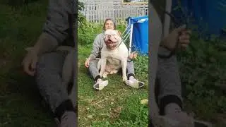 Bulldog Americano BB INITIAL'S CLYDE