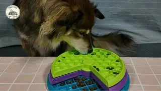 Dog Toy ASMR 🐶 | Lickin&rsquo; Layers Puzzle with Dry Food Sounds