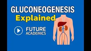 GLUCONEOGENESIS: Synthesis and supply of glucose in starvation