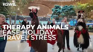 Therapy dogs,&nbsp;llama greet travelers during holiday week at PDX