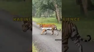 Kabini Safari Experience Watch Full Video in the below link  
