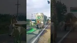 Festival Fun and Bull Cart Runs |Unique Journey | Bull Cart Journey Back Home |மாட்டு வண்டி பயணம்