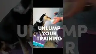 Hold Duration Exercise for Obedience and Service Dog Retrieves #servicedog #servicedogtraining