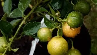 Przesadzanie kalamondyny, kumkwata pomarańczy chinotto i trójlistnej | Przesadzanie odc. 32