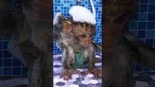 Little monkey takes a bath 🛁🐒 #monkey