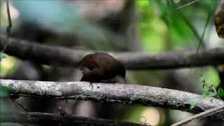 vira folha de peito vermelho (Sclerurus macconnelli)