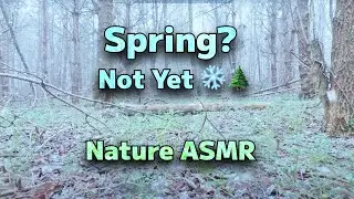 April snowstorm ASMR | Spring Snow in Forest with Wind & Silence ❄️ Outdoor Vibes ✨* trees sounds
