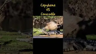 #funny #capybara #cartoon #animals #cute #funnycontent #capybarasong #creativefun #capybarafun