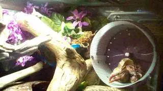 Hermit crab on a hamster wheel