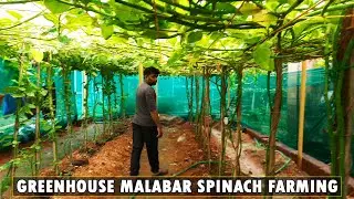 Greenhouse Malabar spinach farming | Best home based business ideas