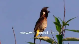 Perky jocular White-cheeked Bulbul with crest signifies the Himalayan or hill sub-species of Bulbul