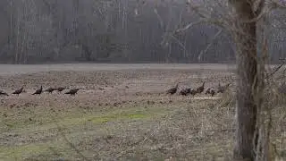 10 January 2023 Turkey Trapping - Rocket Net