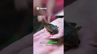 Giant Water Bug ! Trying Weirdest Fried Insects EVER!