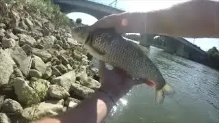 peche du chevesne aux leurres(mepps 2 argent&eacute; point rouge)