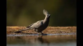 Grey go-away-bird drinks by waterhole before leaving