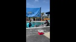 Unmatched comedic timing 🐬